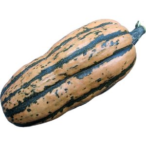 Courge Délicata Bio