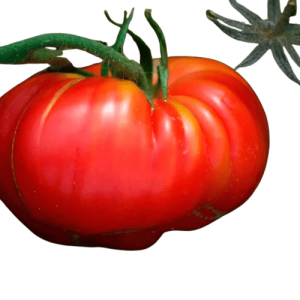 Plant Tomate Potiron écarlate Bio
