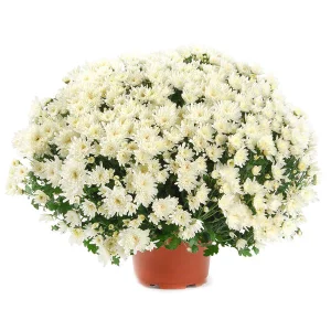 Chrysanthème  blanc