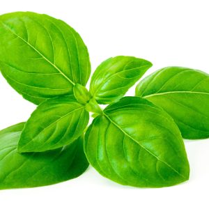 Basilic Bio