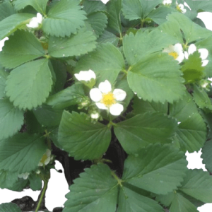 Plant Fraisiers non remontant gariguette