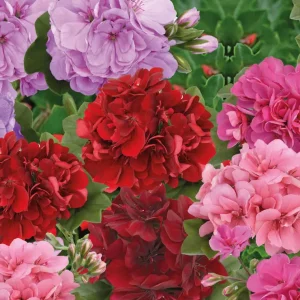 Plant Géranium lierre double