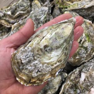 Huîtres  2 douzaines N°3