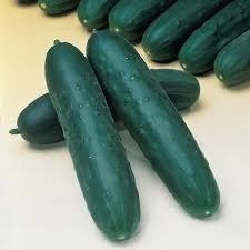 Concombre épineux Bio