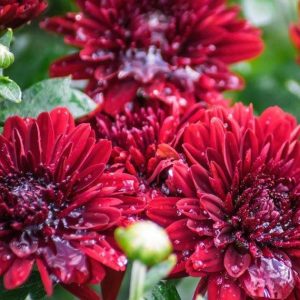 Chrysanthème grosses fleurs rouge