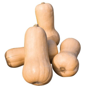 Plant butternut