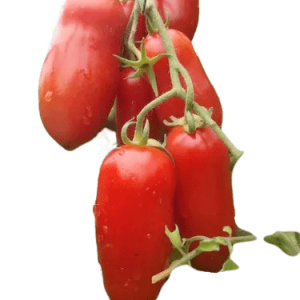 Plant Tomate San Marzano Bio