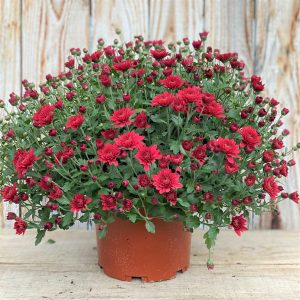 Chrysanthème  rouge