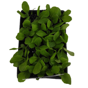 Plant Salade laitue blonde appia