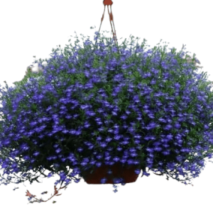 Plant Lobélia