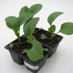Plant Chou pointu précoce