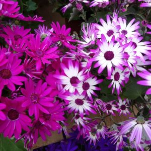 Pot Cinéraire des Rameaux