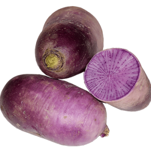 Radis Violet Bio