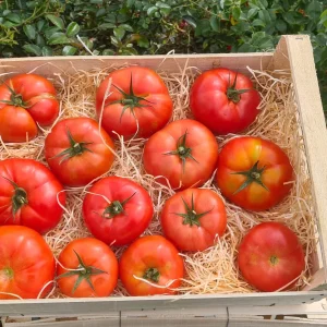 Tomate Bio colis de 10kg PROMO