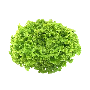 Salade Batavia Bio