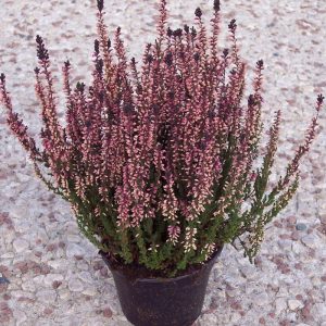 Bruyère Calluna