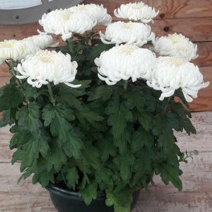 Chrysanthème grosses fleurs blanc