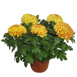 Chrysanthème grosses fleurs jaune