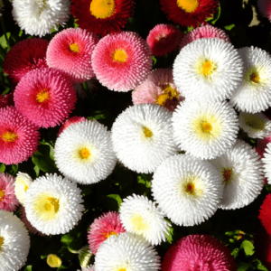 Plant Pâquerette couleurs mélangées