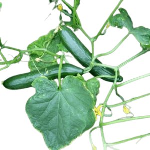 Plant concombre