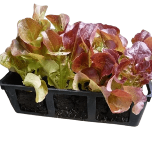 Plant Salade feuille de chêne rouge