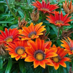 Plant Gazania