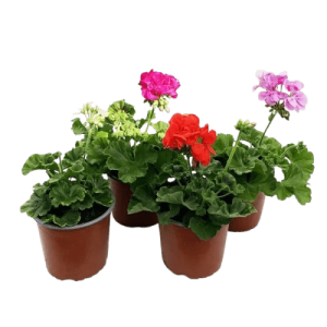 Plant Géranium  zonal