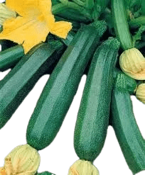 Plant Courgette longue verte