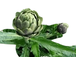 Plant artichaut violet pot 1L