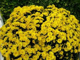 Chrysanthème  jaune