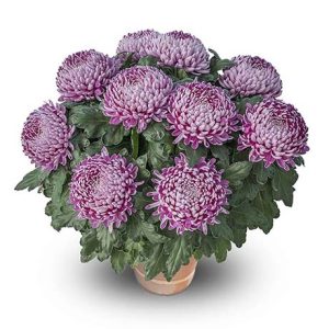 Chrysanthème grosses fleurs mauve