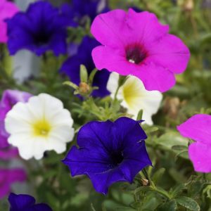 Plant Pétunia beautical rose star