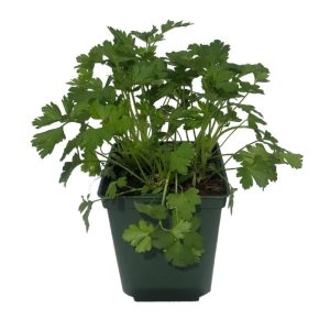 Plant Aromatique Persil simple plat