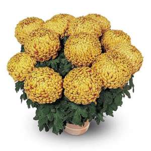 Chrysanthème grosses fleurs or