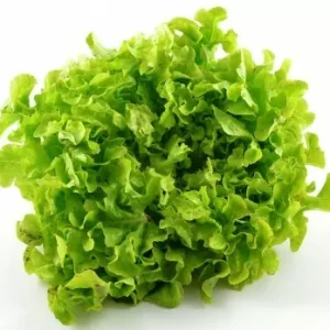 Plant Salade feuille de chêne blonde