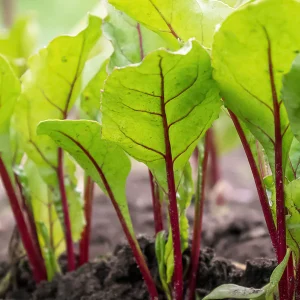 Plant betterave ronde rouge 12 mottes