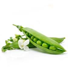 Petit pois à écosser Bio
