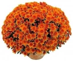 Chrysanthème orange