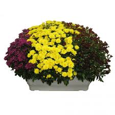 Chrysanthème jardinière 3 couleurs