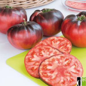 Plant Tomate Blue beauty Bio (Copie)