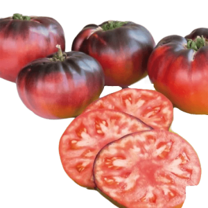 Plant Tomate Blue beauty Bio