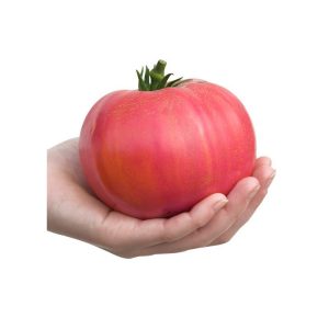 Plant Tomate Rose Berne Bio