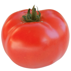 Plant Tomate Saint Pierre