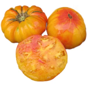 Plant Tomate Grosse Ananas bio