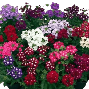 Plant Verveine mélange de couleurs