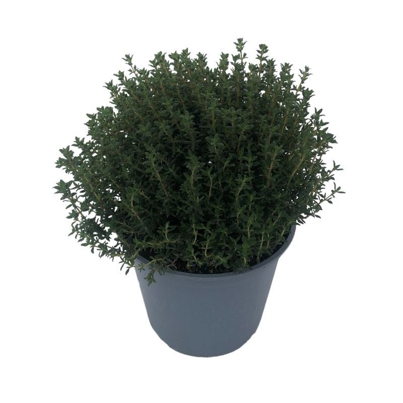 Plant Aromatique thym commun